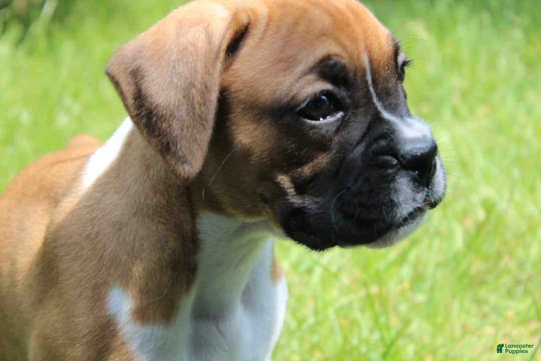 Boxer dogs for sale: Emma - Image 5