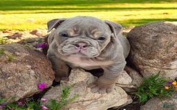 English Bulldog dogs for sale: Lyla - Image 2