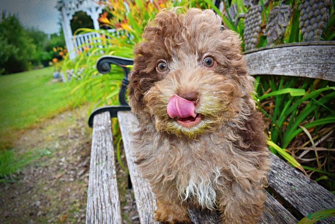 Havapoo dogs for sale: Bentley - Image 7