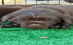 Labrador Retriever dogs for sale: Labrador Retriever 3 puppies - Image 10