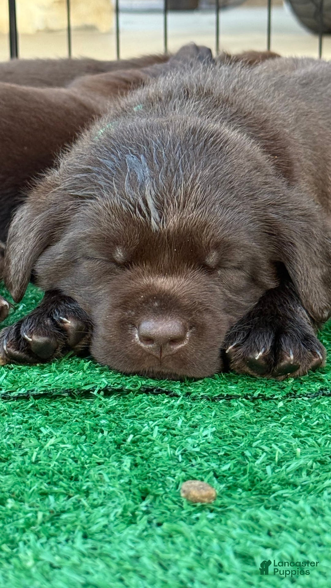 Labrador Retriever dogs for sale: Labrador Retriever 3 puppies - Image 10