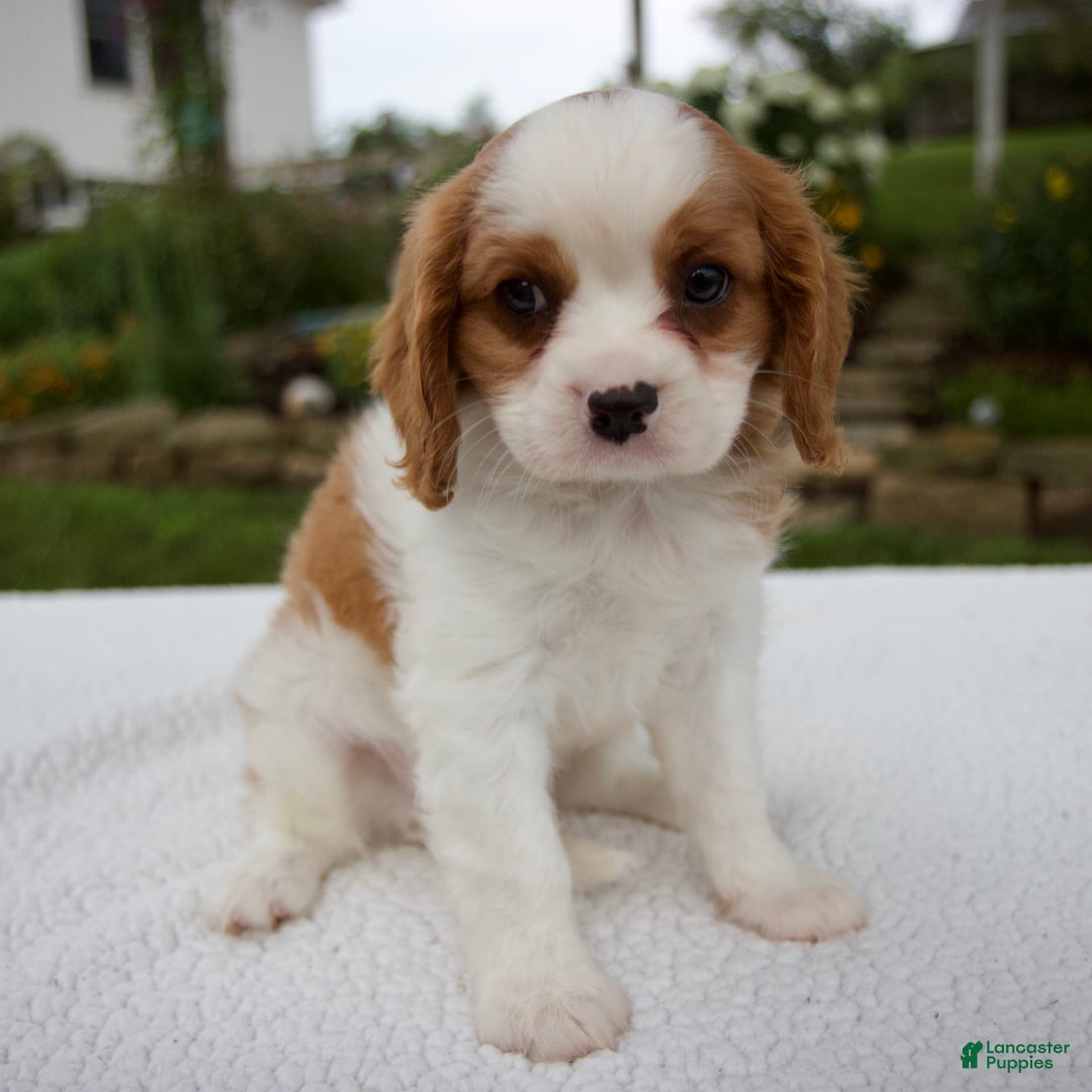 Cavalier King Charles Spaniel dogs for sale: Cavalier King Charles Spaniel 3 puppies - Image 10