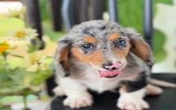 Miniature Dachshund dogs for sale: Miniature Dachshund 7 puppies - Image 11