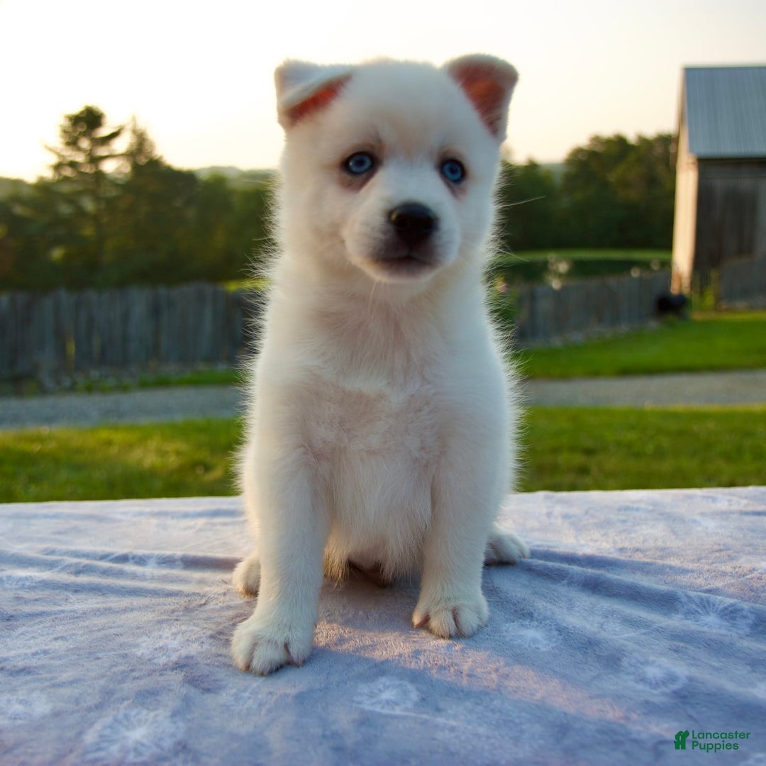 Pomsky dogs for sale: Tucker - Image 1