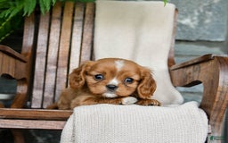 Cavalier King Charles Spaniel dogs for sale: Starlight - Image 10