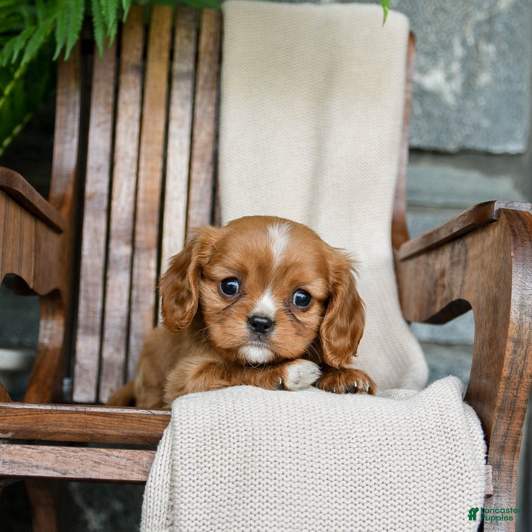 Cavalier King Charles Spaniel dogs for sale: Starlight - Image 10