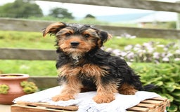 Yorkshire Terrier dogs for sale: Charlie - Image 4