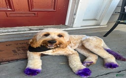Goldendoodle dogs for sale: Pumpkin/menance - Image 3