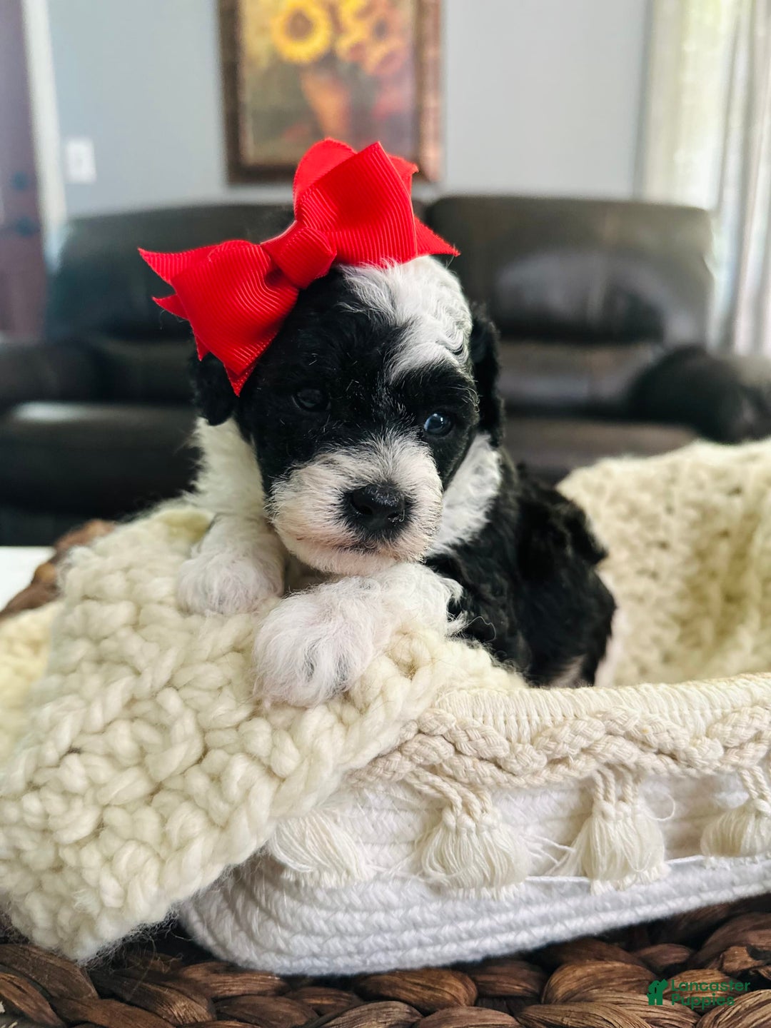 Miniature Poodle dogs for sale: Parti Girl - Image 4