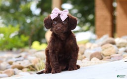 Miniature Dachshund dogs for sale: Chai - Image 3