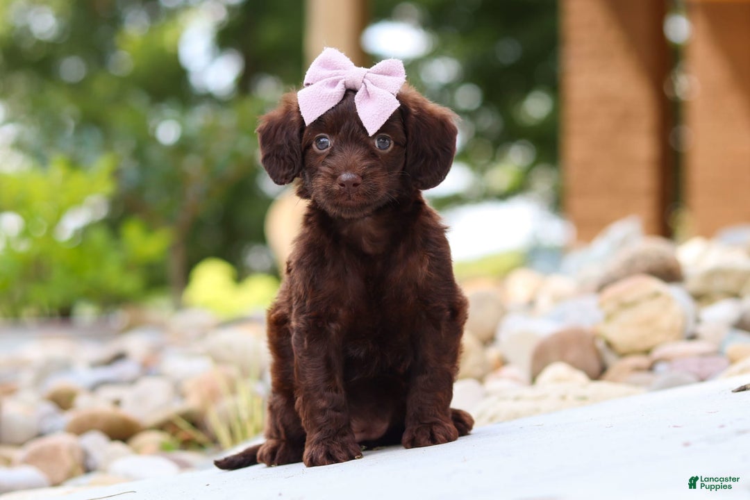 Miniature Dachshund dogs for sale: Chai - Image 3