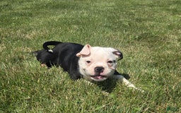 Olde English Bulldogge dogs for sale: Roger - Image 13