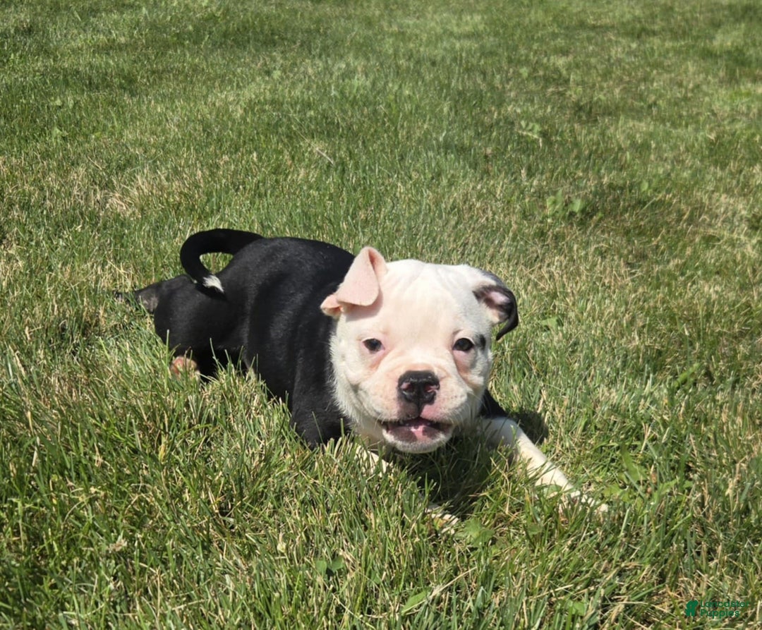 Olde English Bulldogge dogs for sale: Roger - Image 13