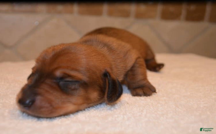 Dachshund dogs for sale - Ad 2