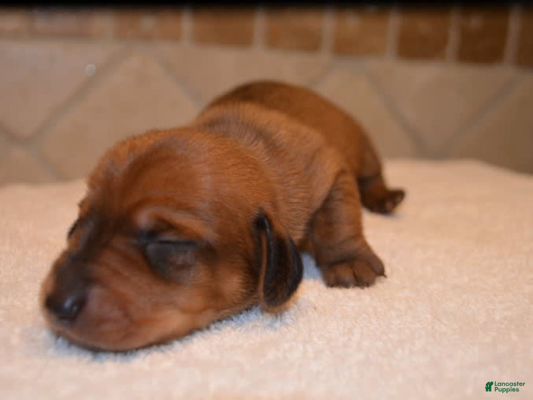 Dachshund dogs for sale: Liberty - Image 1