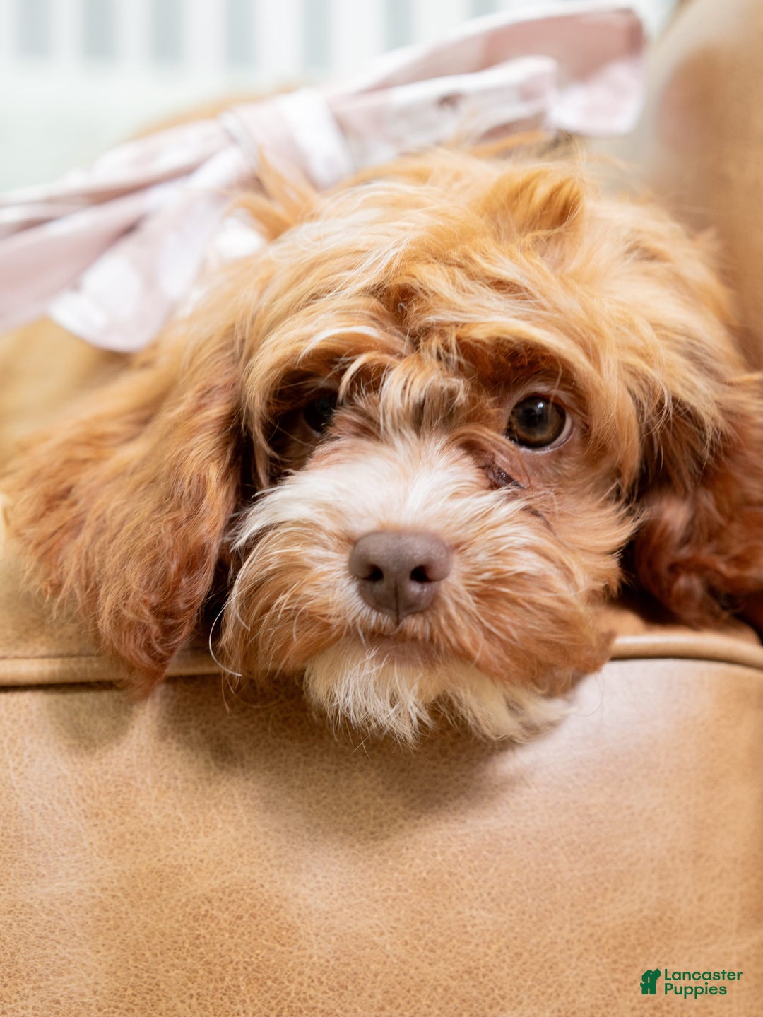 Cavapoo dogs for sale: Natalie - Image 6