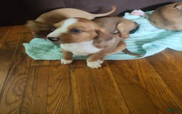 Beagle dogs for sale: Reese - Image 4