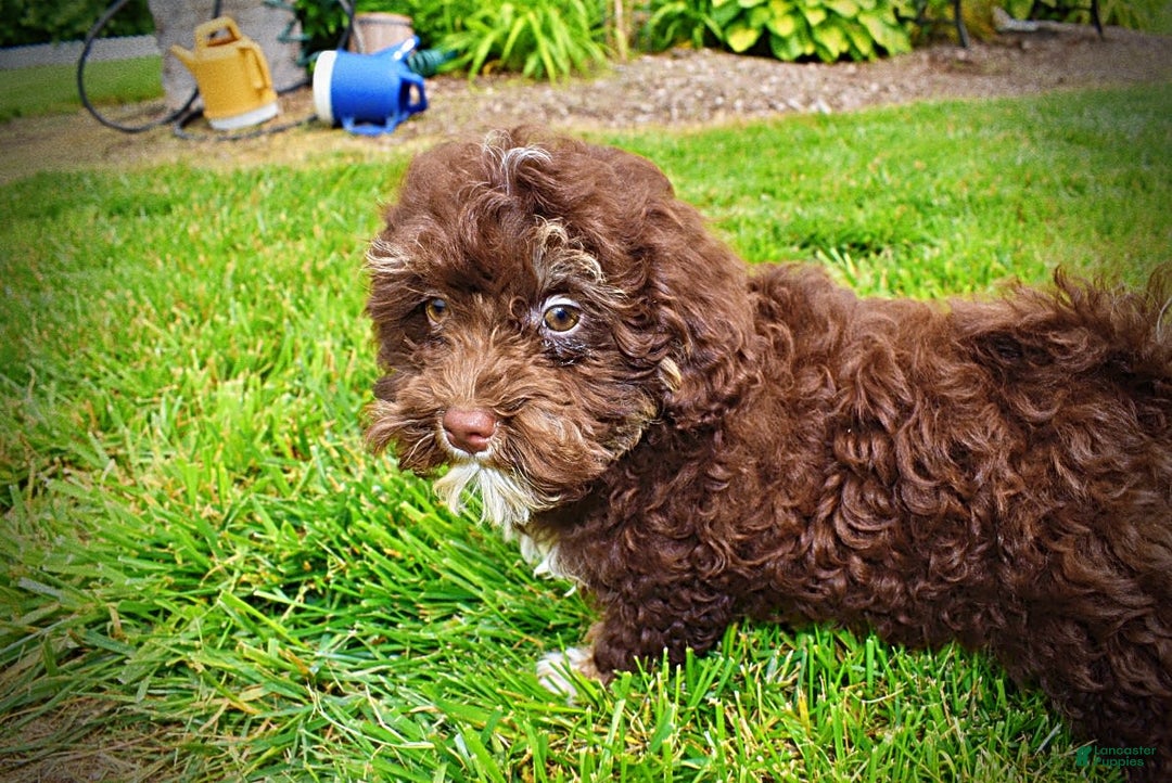Havapoo dogs for sale: Tucker - Image 2