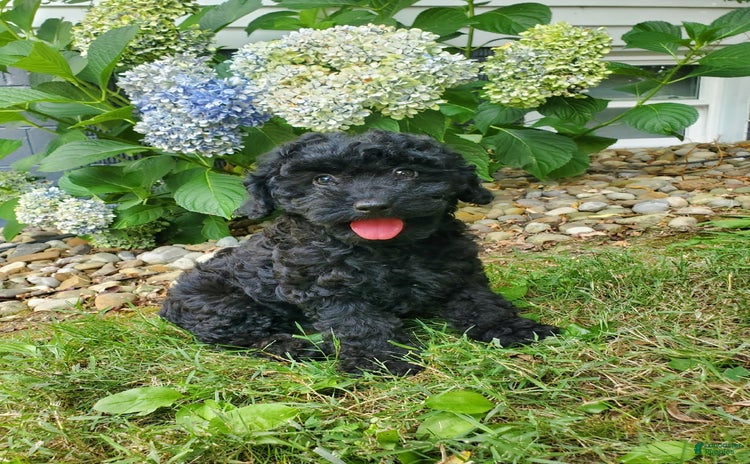 Miniature Poodle dogs for sale - Ad 1