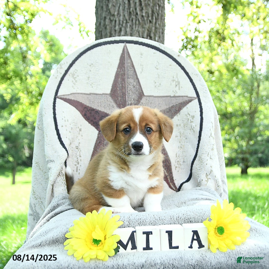 Welsh Corgi Pembroke dogs for sale: Milo - Image 5
