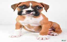 Boxer dogs for sale: Lucy - Image 2