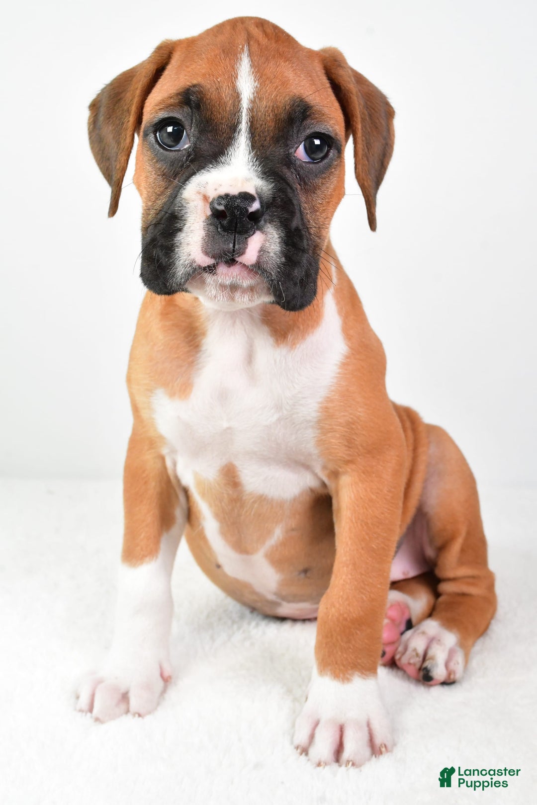 Boxer dogs for sale: Lucy - Image 2
