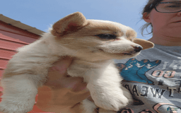 Welsh Corgi Pembroke dogs for sale: Girl 1 - Image 1