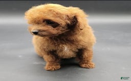 Toy Poodle dogs for sale: Lili - Image 10