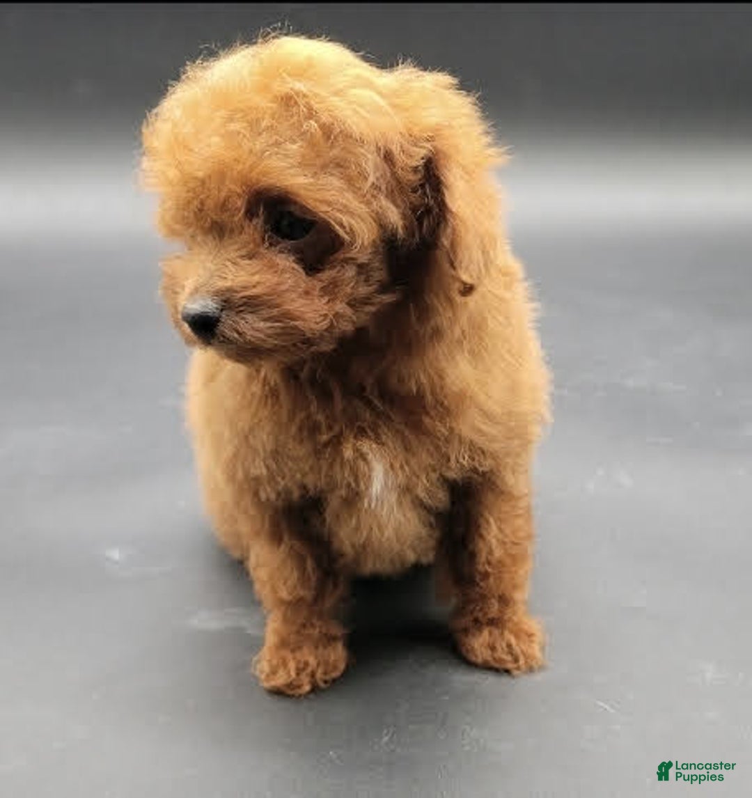 Toy Poodle dogs for sale: Lili - Image 10