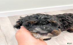 Mini Bernedoodle dogs for sale: Diego - Image 8