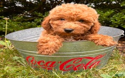 Mini Goldendoodle dogs for sale: Otis - Image 6