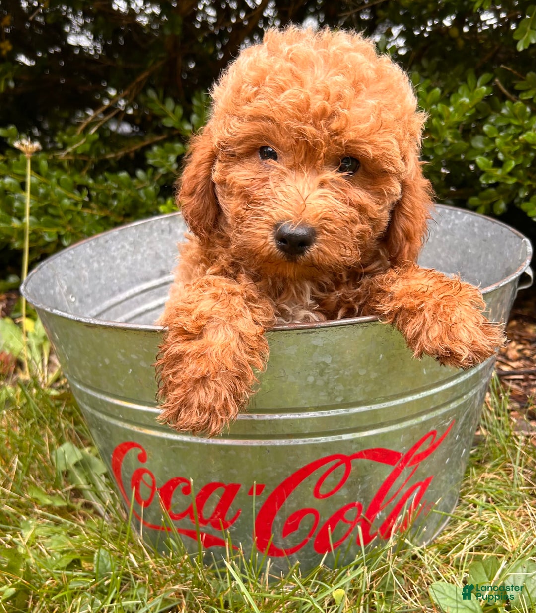 Mini Goldendoodle dogs for sale: Otis - Image 6