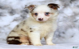  dogs for sale: Sandy - Image 5