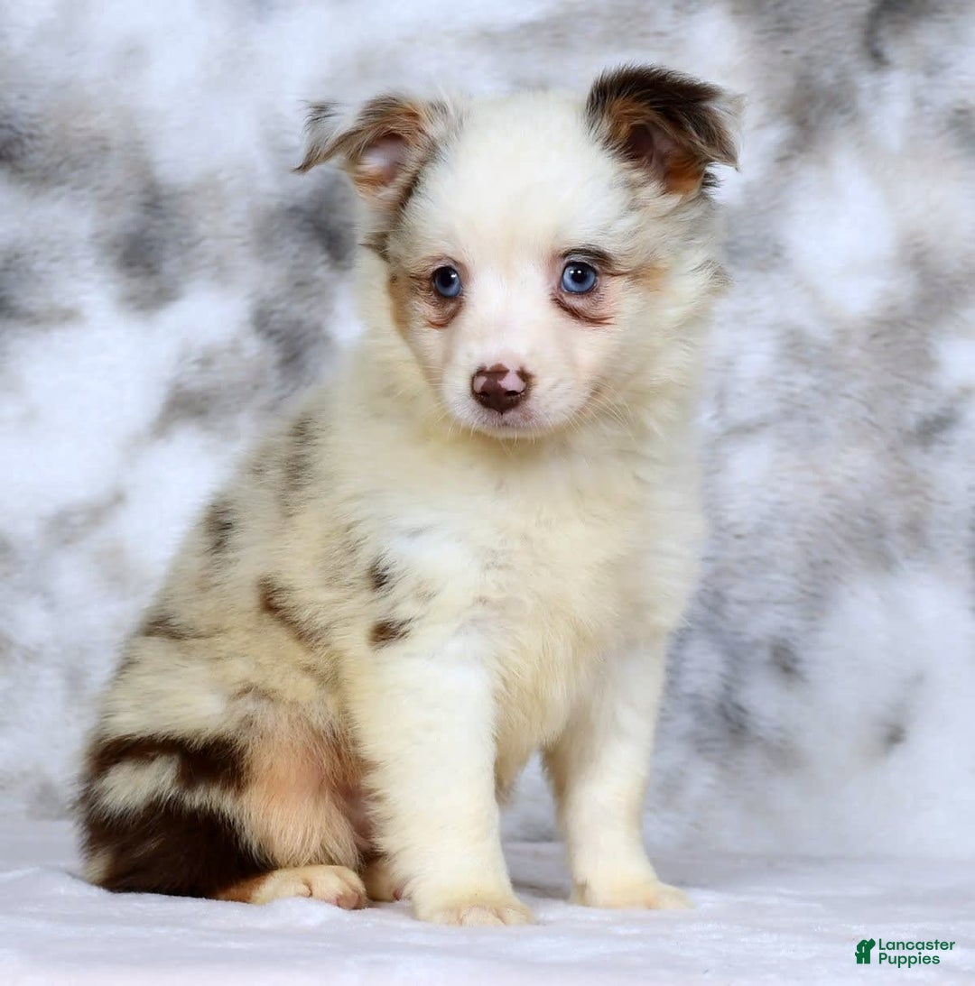  dogs for sale: Sandy - Image 5