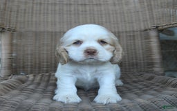 Cocker Spaniel dogs for sale: Rickey - Image 4