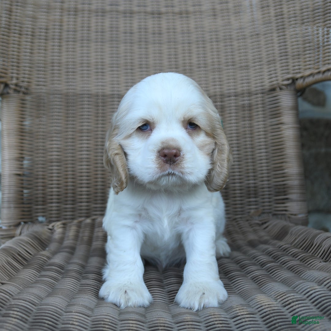 Cocker Spaniel dogs for sale: Rickey - Image 4