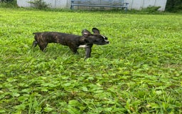 Frenchton dogs for sale: Sadie - Image 3