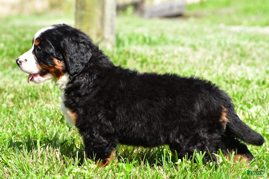 Bernese Mountain Dog dogs for sale: Bluebell - Image 6