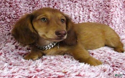 Miniature Dachshund dogs for sale: Odie -akc - Image 7