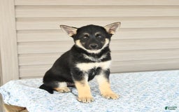 Gerberian Shepsky dogs for sale: Jemma - Image 3