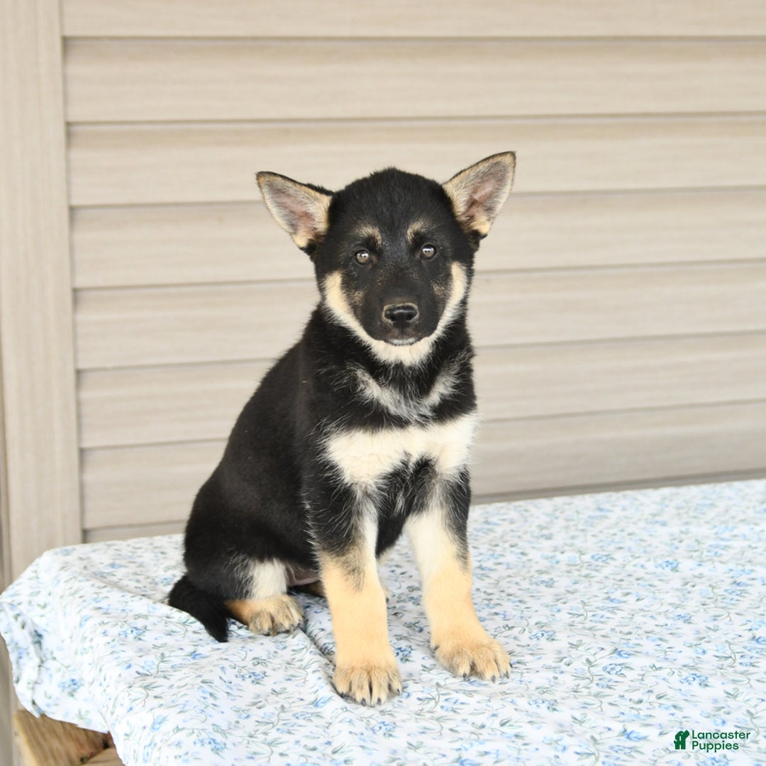 Gerberian Shepsky dogs for sale: Jemma - Image 3