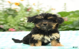 Morkie dogs for sale: Blossom - Image 3