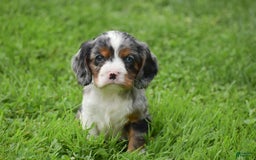 Cockalier dogs for sale: Reba - Image 4