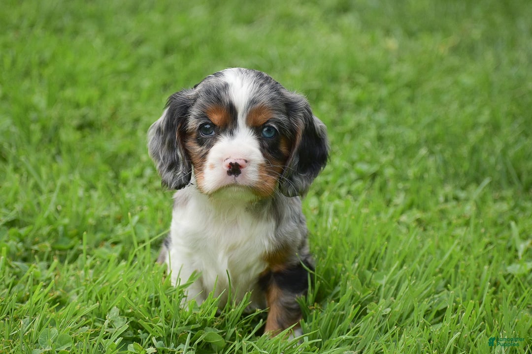 Cockalier dogs for sale: Reba - Image 4