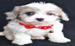 Havapoo dogs for sale: Maverick - Image 1