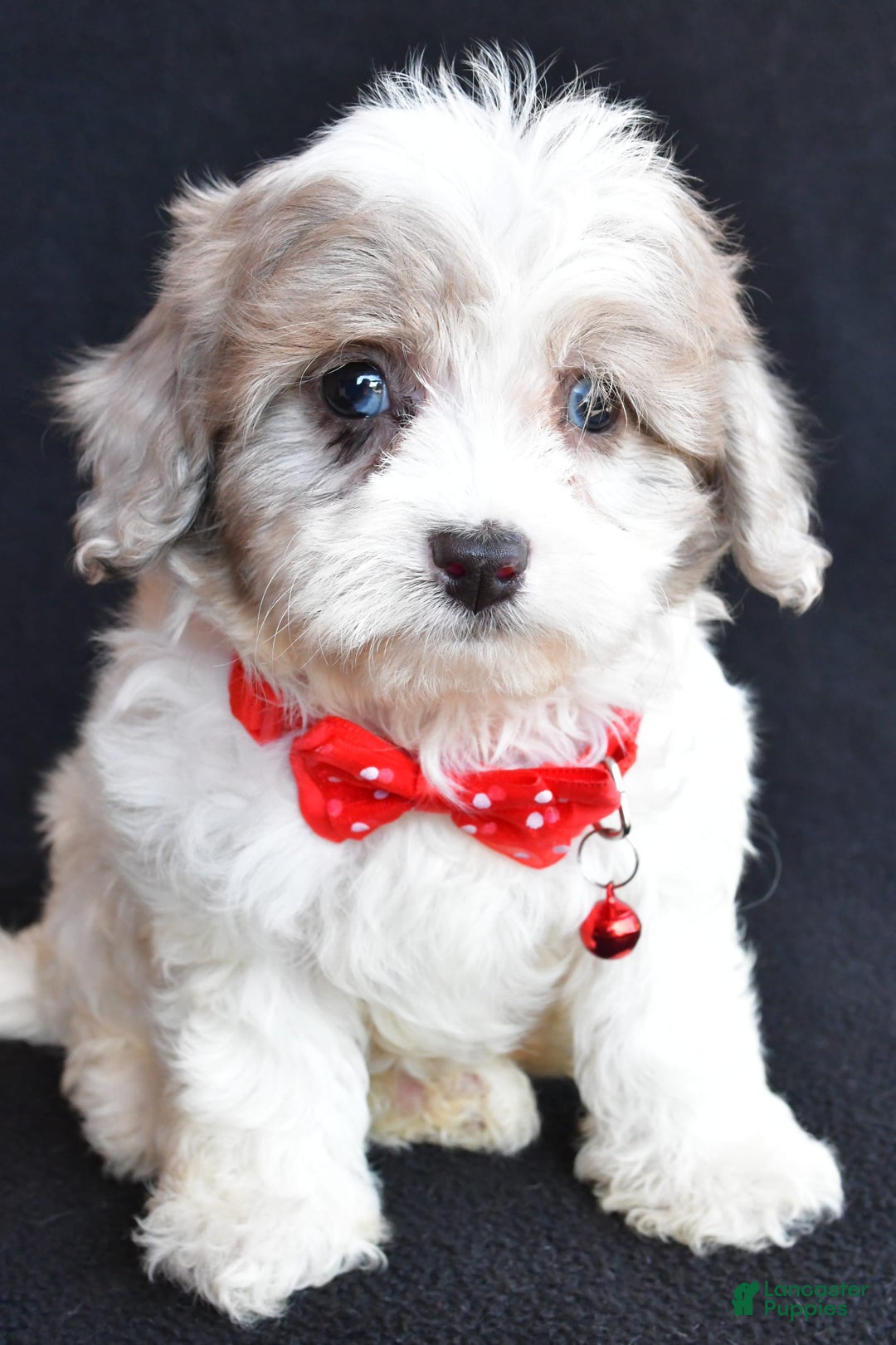 Havapoo dogs for sale: Maverick - Image 1