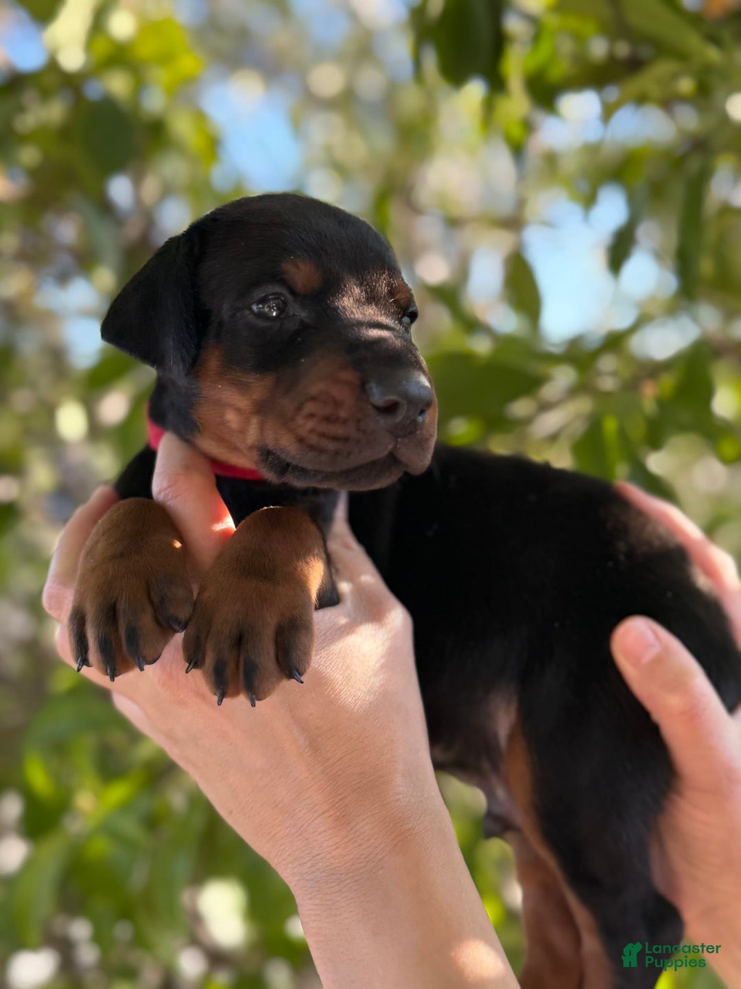 Doberman Pinscher dogs for sale: Red Collar - Image 3