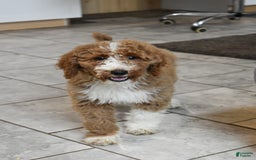 Goldendoodle dogs for sale: Stella - Image 5