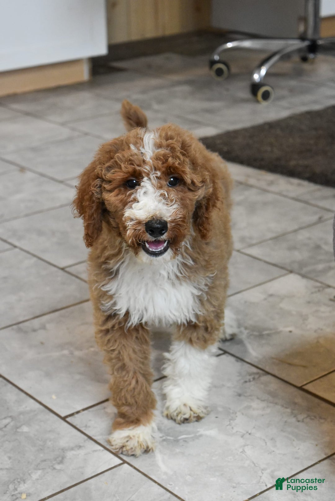 Goldendoodle dogs for sale: Stella - Image 5