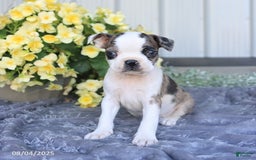 Boston Terrier dogs for sale: Herman - Image 5